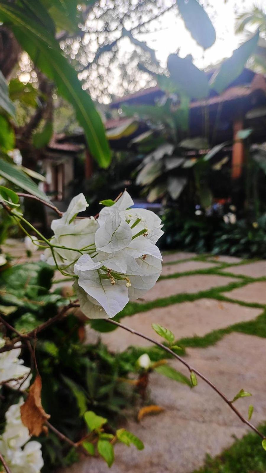 The Postcard Saligao Hotel Calangute Kültér fotó